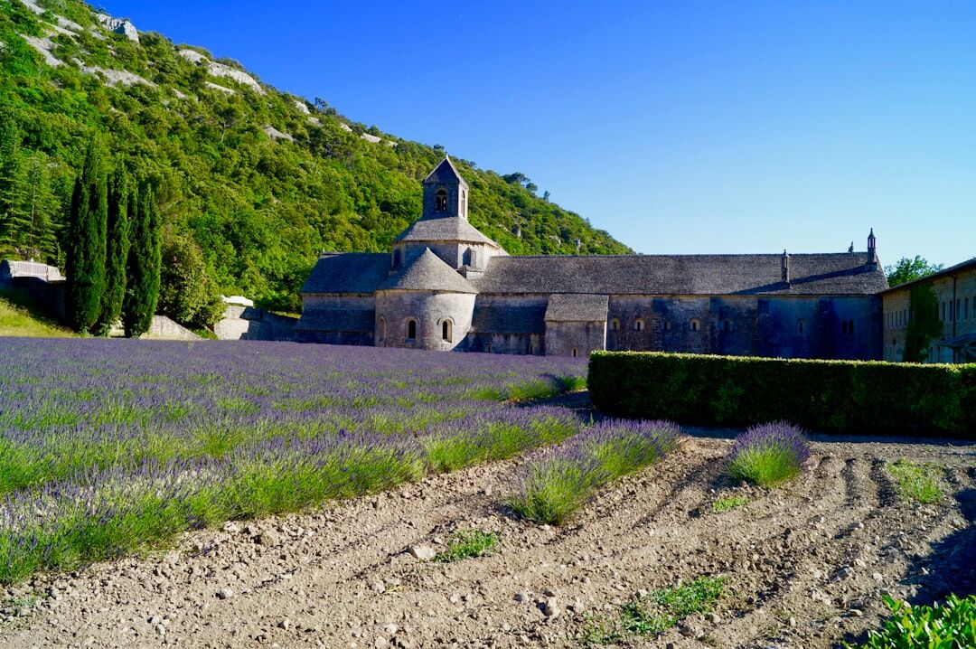 provence lavender fields